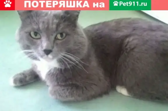 Пропала кошка Кеша в 3 микрорайоне, Обручева 75
