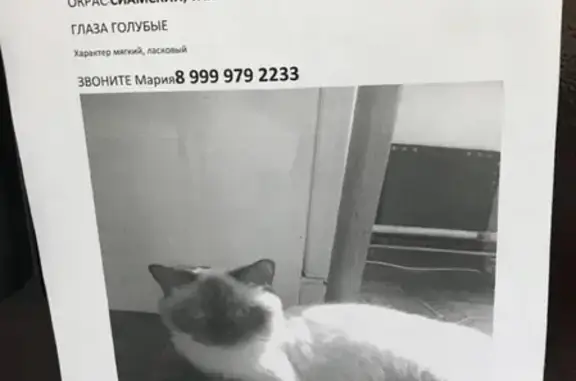 Найдена сиамская кошка в Сокольниках, Москва