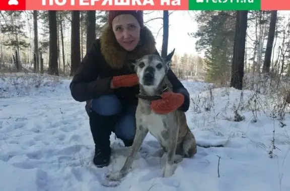 Собаки потеряшки, Озерский городской округ, фото: Потеряшка собака Альма в Татыше