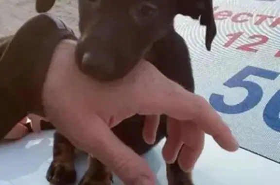 Найдена домашняя собака на Заозёрной, 4 июня