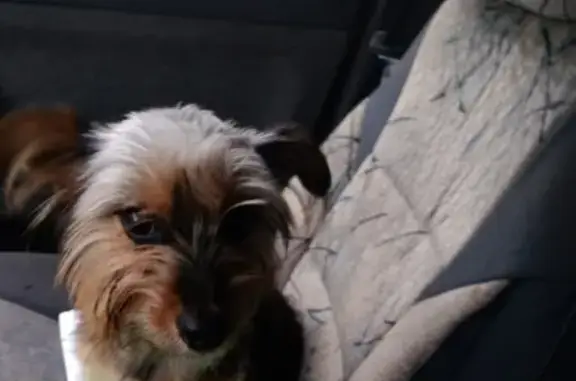 Найдена собака в районе Комарово, ищем хозяина!
