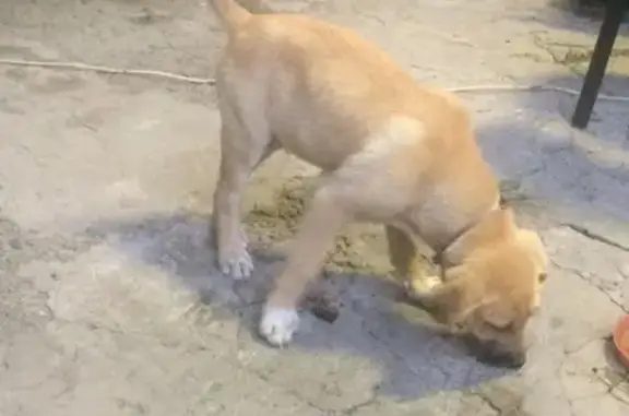 Найден щенок в ошейнике в Ташле, звонить