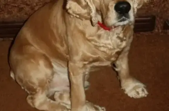Пропала собака Том у Сбербанка, Ногинск.