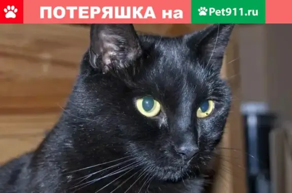 Пропала кошка Кот СЭМ в Берёзовском