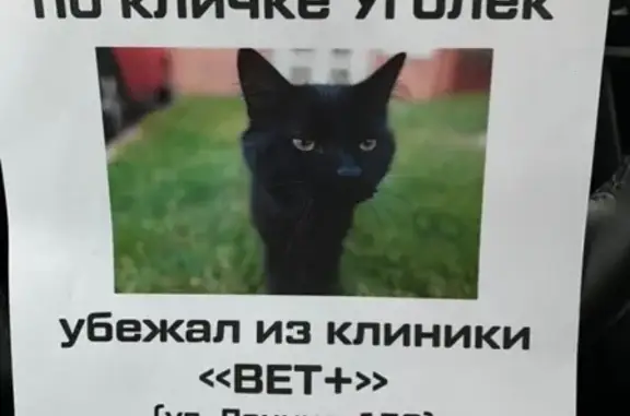 Пропал чёрный кот в Первоуральске (Ленина 152)