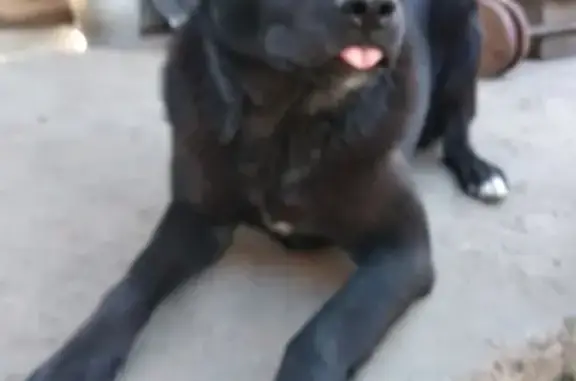 Пропала собака в Новочебоксарске, черный мальчик с ошейником