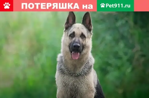 Пропала собака восточноевропейской овчарки в Краснодарском крае