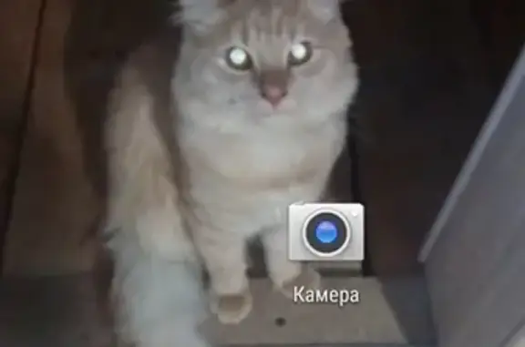 Кошки потеряшки, Ижевск, фото: Потеряшка кот Кузя в Ижевске [id343005393]