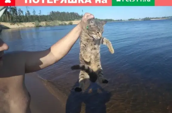 Найден котик в районе Кувшинки, Чебоксары.