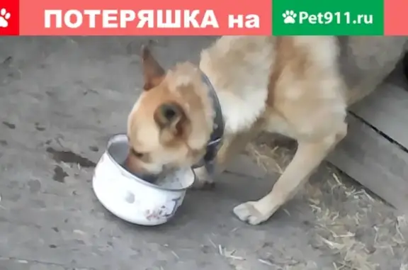 Пропала собака в селе Супонево, Брянская область