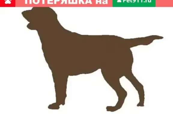 Найден лабрадор в Одинцовском районе
