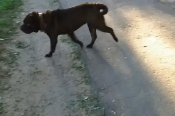 Найдена собака на ул. Гагарина, Коломна