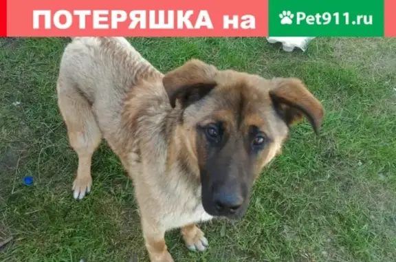 Найдена собака в д.Старое Брянцево, Тверская обл.