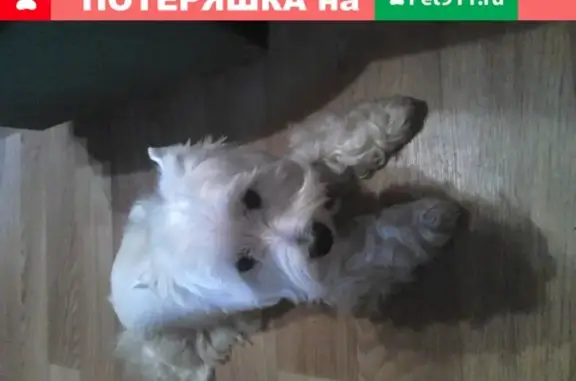 Пропала собака на Городке в Павловском Посаде, нужен специальный уход.