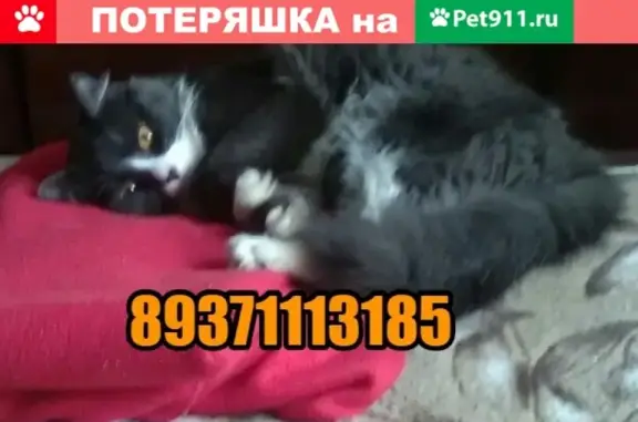Пропала кошка по адресу Первомайский 5, Йошкар-Ола