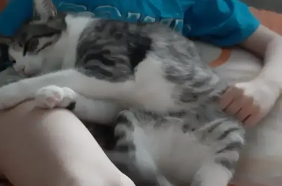 Объявления о пропавших и найденных животных, Пиндуши, фото: Пропала кошка в Пиндуши, ул. Повенецкая 12