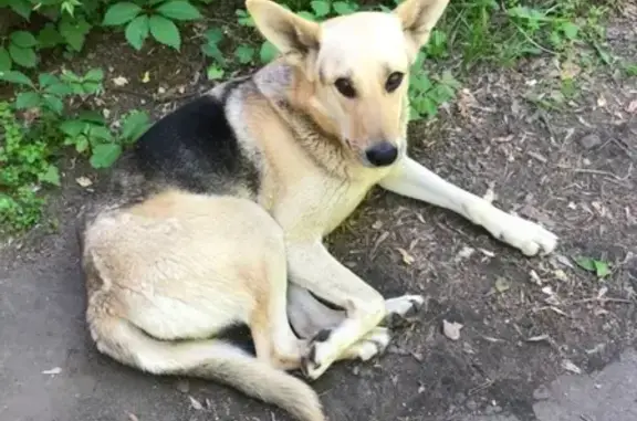 Собака найдена на территории 4 Гор Больницы в Твери!