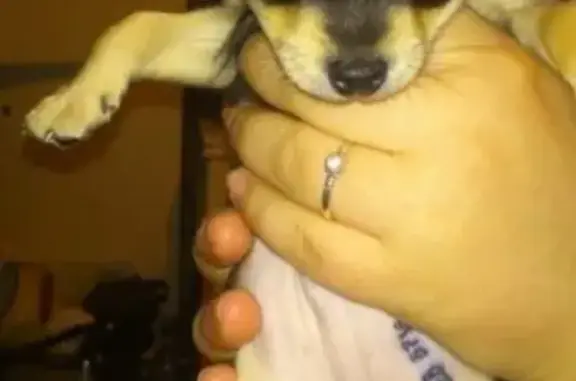 Объявления о пропавших и найденных животных, Москва, фото: Пропала собака ЛАНЧИ на улице Борисовские Пруды, Москва