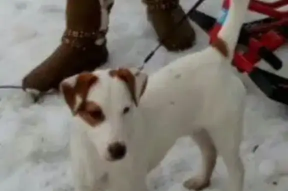 Пропала собака породы Джек рассел в Смоленской области, помогите найти!