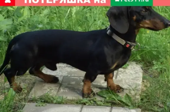 Собака найдена на жд. платформе Голицыно