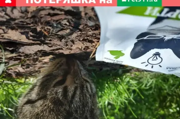 Найден кот в Юго-Западном лесопарке Москвы