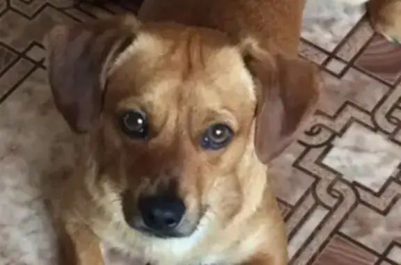 Пропала собака в Боре, Нижегородская область