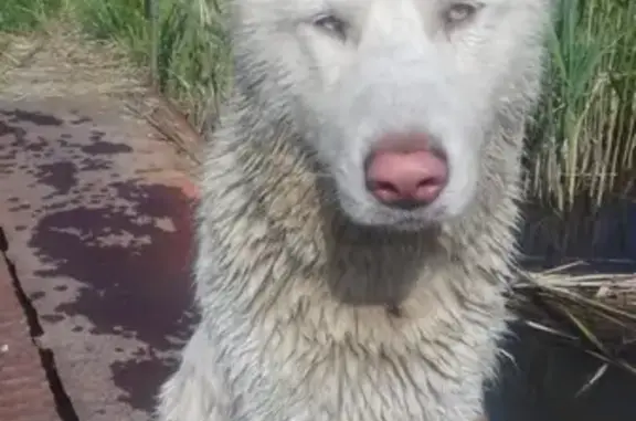 Найдена собака в Нивенском поселке, ищем хозяина