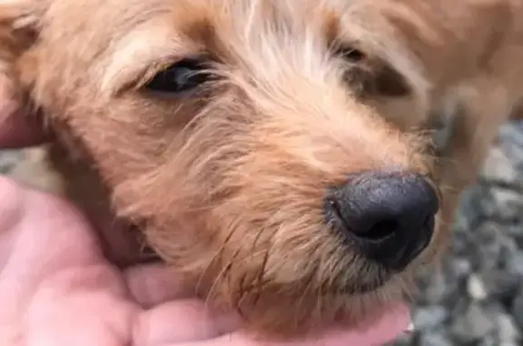Найден напуганный щенок в Челябинске, ищем хозяина