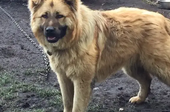 Пропала собака в Санкт-Петербурге, Красносельском р-не, Старо-Паново - Кавказская овчарка Рэкс.
