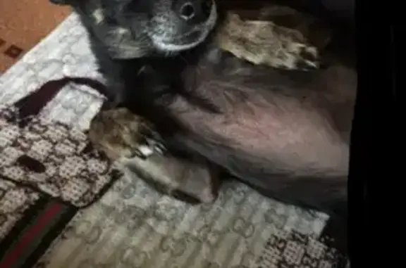 Пропала собака в Нефтеюганске: той терьер мини, 7мкр