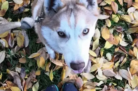 Пропала собака Бейси в Шушенском районе