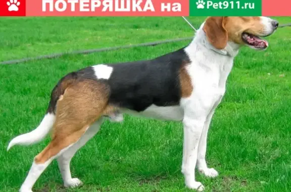 Пропала собака в районе стадиона Ленина, Эстонская гончая с рваным шрамом на груди