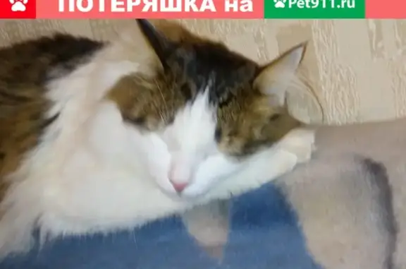 Пропала кошка в Краснообске, помогите найти!
