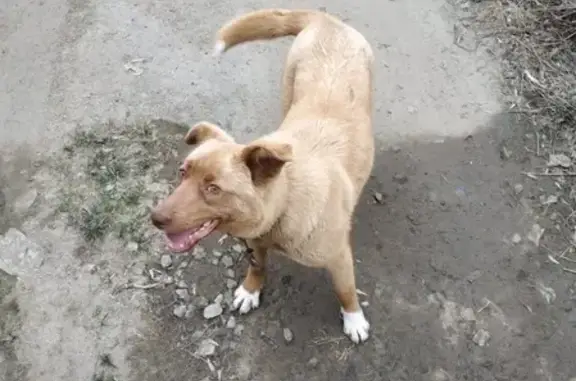 Найдена собака (Птицефабрика, Екатеринбург)