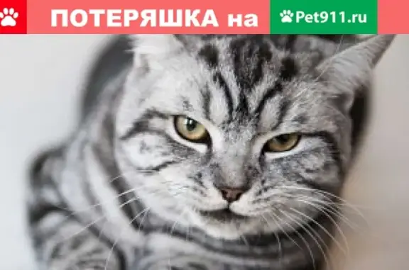 Кошки потеряшки, Курган, фото: Потеряшка стерилизованная кошка в районе Цума, Курган