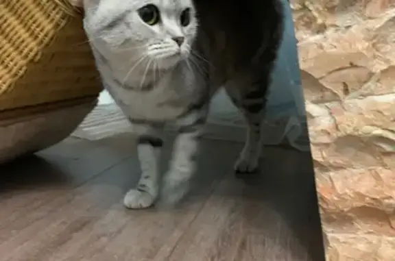 Найдена кошка в Первоуральске (Свердловская область)