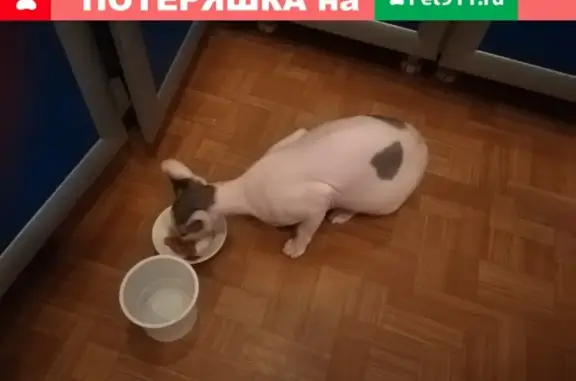 Найдена кошка породы сфинкс в Ульяновске