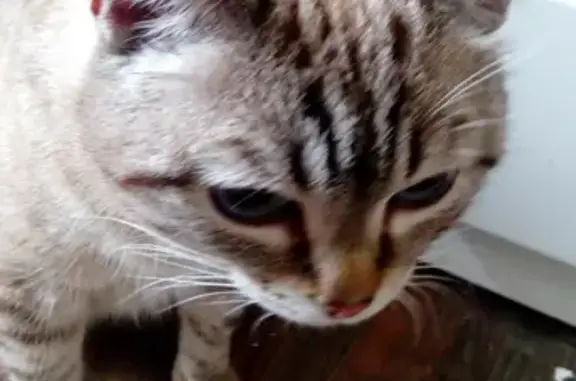 Найден домашний кот возле Диагностического центра в Кемерово