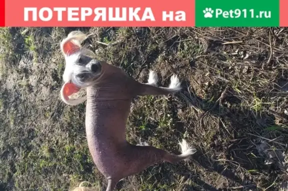 Пропала Китайская хохлатая голая с белым хохолком в Тверской области