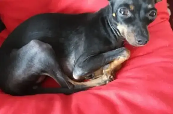 Собаки потеряшки, Псков, фото: Потеряшка собака в д. Родина, той-терьер. Псков.