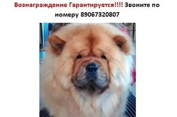 Пропала собака в Тверской области, село Медное, чау-чау с сердечной недостаточностью!