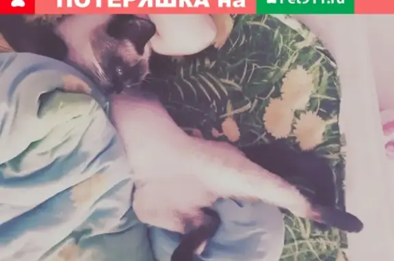 Пропал кот Макс в ПГТ Максатиха, Россия.