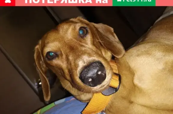 Пропала собака в Симферополе, район старого города