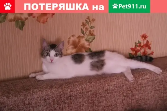 Пропала кошка в Елабуге, район Тугарова-Горького-Казанская