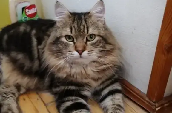 Пропала кошка #Одинцово_help: Кот Тигран, Комсомольская 9, вознаграждение