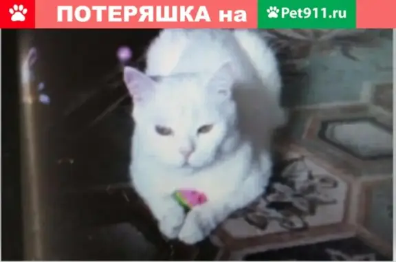 Пропала кошка в деревне Воронино, Ивановская область
