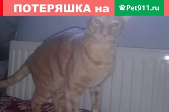 Пропала кошка на Туристской 24/42, СПб.