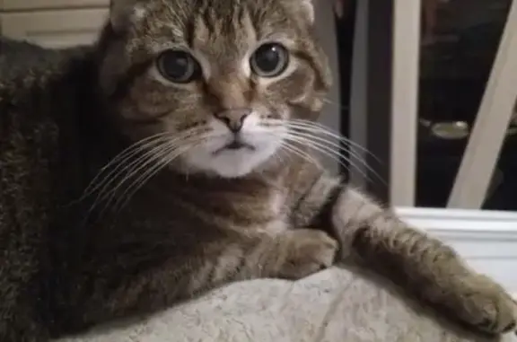 Объявления о пропавших и найденных животных, Киров, фото: Пропала кошка Муся в Стрижах, садоводство «Тюльпан»