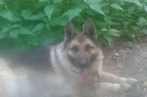 Пропала собака Берта в Лаишево, Татарстан