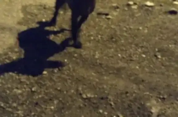 Найдена собака в Кузнецком районе, звоните